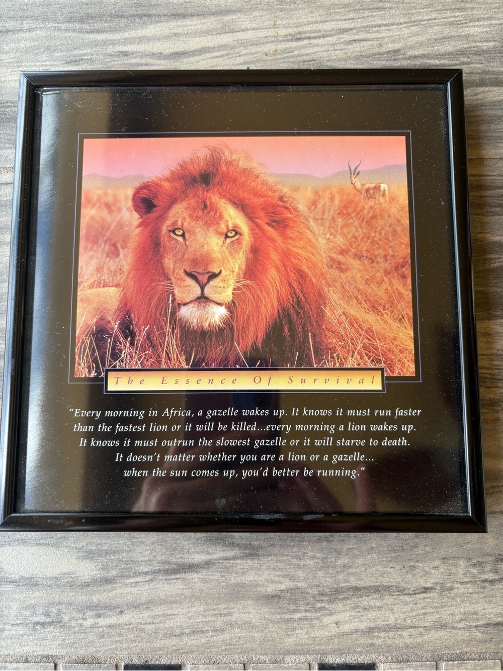 Framed "The Essence of Survival" motivational poster male lion